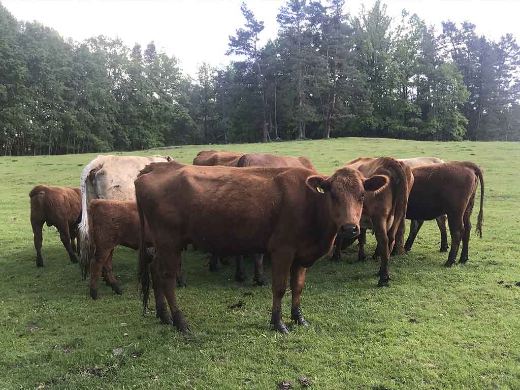 Zevlův mlýn - krávy na pastvě